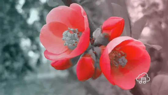 Cherry Blossom! – A Musical Short Story 4.6 (5)